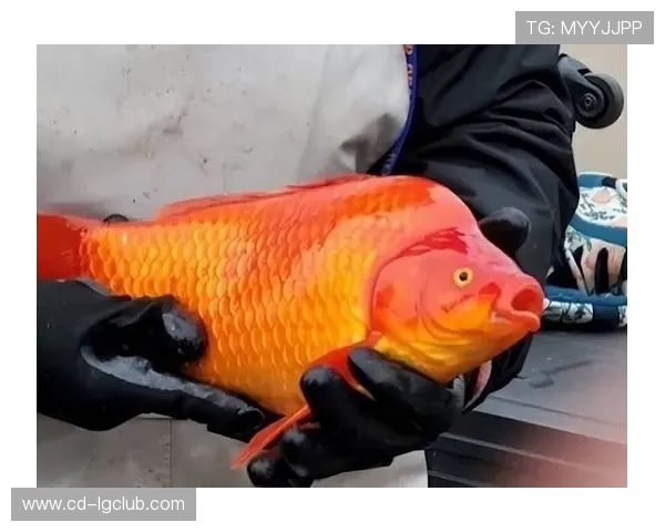 足球金鱼是谁？揭秘这位独特球员背后的故事和成就